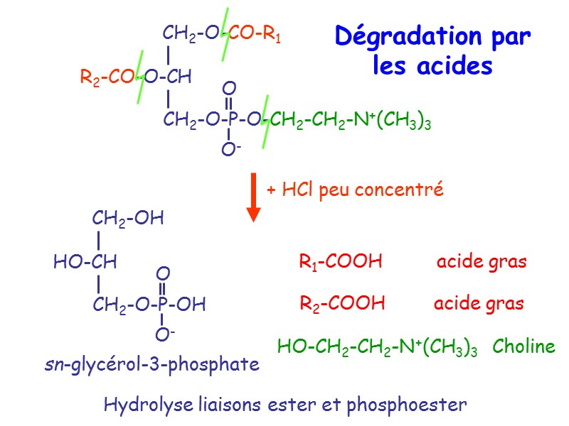 Hydrolyse liaisons ester et phosphoester HO-CH2-CH2-N+(CH3)3   Choline R1-COOH    